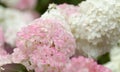 Hydrangea paniculata, panicled hydrangea, natural background Royalty Free Stock Photo