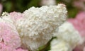 Hydrangea paniculata, panicled hydrangea, natural background Royalty Free Stock Photo