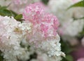 Hydrangea paniculata, panicled hydrangea, natural background Royalty Free Stock Photo