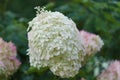 Hydrangea paniculata, panicled hydrangea Royalty Free Stock Photo