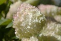 Hydrangea paniculata, panicled hydrangea Royalty Free Stock Photo