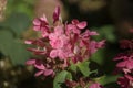 Hydrangea paniculata, panicled hydrangea Royalty Free Stock Photo