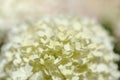Hydrangea paniculata, panicled hydrangea Royalty Free Stock Photo