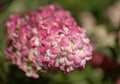 Hydrangea paniculata, panicled hydrangea Royalty Free Stock Photo