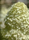 Hydrangea paniculata, panicled hydrangea Royalty Free Stock Photo