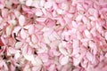 Hydrangea paniculata, pink flowers fill the entire frame selected sharpness