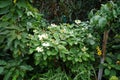 Hydrangea paniculata \