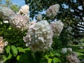 Hydrangea paniculata \'Polar bear\' with conical flowerheads of glistening white in late summer. By autumn the blooms