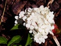Hydrangea paniculata `Renhy` `Vanille Fraise` - panicle hydrangea Royalty Free Stock Photo
