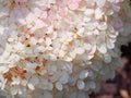 Hydrangea paniculata `Renhy` `Vanille Fraise` - panicle hydrangea Royalty Free Stock Photo