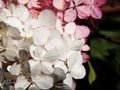 Hydrangea paniculata `Renhy` `Vanille Fraise` - panicle hydrangea Royalty Free Stock Photo