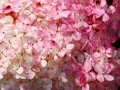 Hydrangea paniculata `Renhy` `Vanille Fraise` - panicle hydrangea Royalty Free Stock Photo