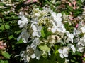 Hydrangea paniculata Hydrangea paniculata Siebold `Levana`. Shrub with ovate, pointed, dark green leaves and dense, conical
