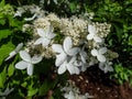 Hydrangea paniculata (Hydrangea paniculata) \'Praecox\'. Shrub with ovate leaves flowering with large panic