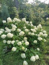 Hydrangea paniculata Silver Dollar blooms in a garden in August Royalty Free Stock Photo