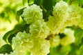 Hydrangea paniculata `Silver Dollar` in a garden. Royalty Free Stock Photo