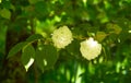 Hydrangea paniculata `Silver Dollar` in a garden. Royalty Free Stock Photo