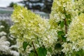 Hydrangea paniculata Silver Dollar. Plant with dense panicles of flowers Royalty Free Stock Photo