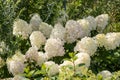 Hydrangea paniculata sort Silver Dollar: hydrangea paniculata blooms on the Bush in the garden in summer Royalty Free Stock Photo