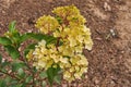 Hydrangea paniculata Vanil Frais in the garden. Tender yellow flowers