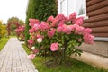 Hydrangea paniculata vanilla FRAS/ Rennie.Hydrangea paniculata ` Vanille Fraise ` autumn garden decoration Royalty Free Stock Photo