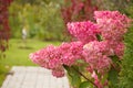 Hydrangea paniculata vanilla FRAS/ Rennie.Hydrangea paniculata ` Vanille Fraise ` autumn garden decoration Royalty Free Stock Photo