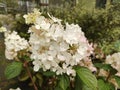 Hydrangea paniculata \'Vanille Fraise\' Royalty Free Stock Photo