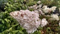 Hydrangea paniculata `Vanille Fraise`