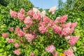 Hydrangea paniculata Vanille Fraise / Rehny Royalty Free Stock Photo
