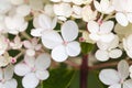 Hydrangea paniculata Vanille Fraise, Paniculate Hydrangea Rehny close up Royalty Free Stock Photo