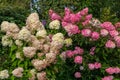 Hydrangea paniculata Vanille Fraise / Rehny Royalty Free Stock Photo