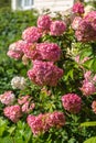 Hydrangea paniculata Vanille Fraise / Rehny Royalty Free Stock Photo