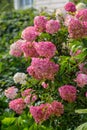 Hydrangea paniculata Vanille Fraise / Rehny Royalty Free Stock Photo