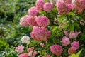 Hydrangea paniculata Vanille Fraise / Rehny Royalty Free Stock Photo