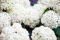 Hydrangea paniculata