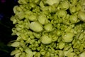 Hydrangea paniculata 'Little Lime'