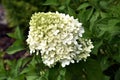 Hydrangea paniculatap phantom