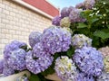 Hydrangea pastel lilac color against a brick wall