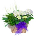 Hydrangea and peace lily flower arrangement Royalty Free Stock Photo