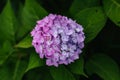 Hydrangea is pink, blue, lilac, violet, purple bushes of flowers are blooming in spring and summer at sunset in town garden Royalty Free Stock Photo