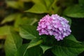 Hydrangea is pink, blue, lilac, violet, purple bushes of flowers are blooming in spring and summer at sunset in town garden Royalty Free Stock Photo