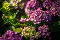 Hydrangea is pink, blue, lilac, violet, purple flowers are blooming in spring and summer Royalty Free Stock Photo
