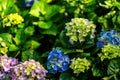 Hydrangea is pink, blue, lilac, violet, purple flowers are blooming in spring and summer Royalty Free Stock Photo