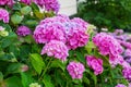 Hydrangea is pink, blue, lilac, violet, purple, white flowers ar Royalty Free Stock Photo