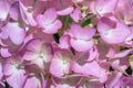Beautiful pink hydrangea close-up. Full frame. natural light Royalty Free Stock Photo