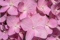 Beautiful pink hydrangea close-up. natural light. Full frame Royalty Free Stock Photo