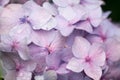 Hydrangea pink flowers macro with water drops Royalty Free Stock Photo