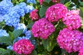 Hydrangea pink and cyan, bushy shrub with huge caps of flowers, blue and pink inflorescences on bushes Royalty Free Stock Photo