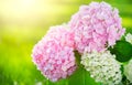 Hydrangea pink flower closeup. Beautiful Hortensia blooming in summer garden. Beauty pink and white color Hydrangea flower