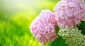 Hydrangea pink flower closeup. Beautiful Hortensia blooming in summer garden